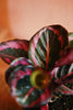 Calathea 'Red Rojo'