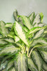 Aglaonema 'Golden Bay'