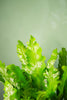 Birds Nest Fern 'Champion'
