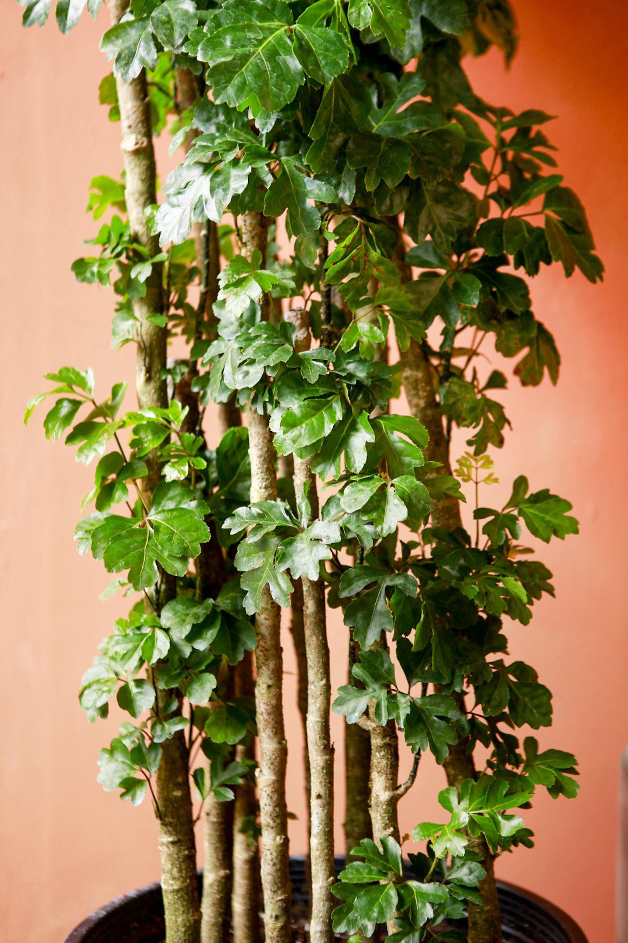 Geranium Leaf Aralia