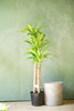 Dracaena Mass Cane