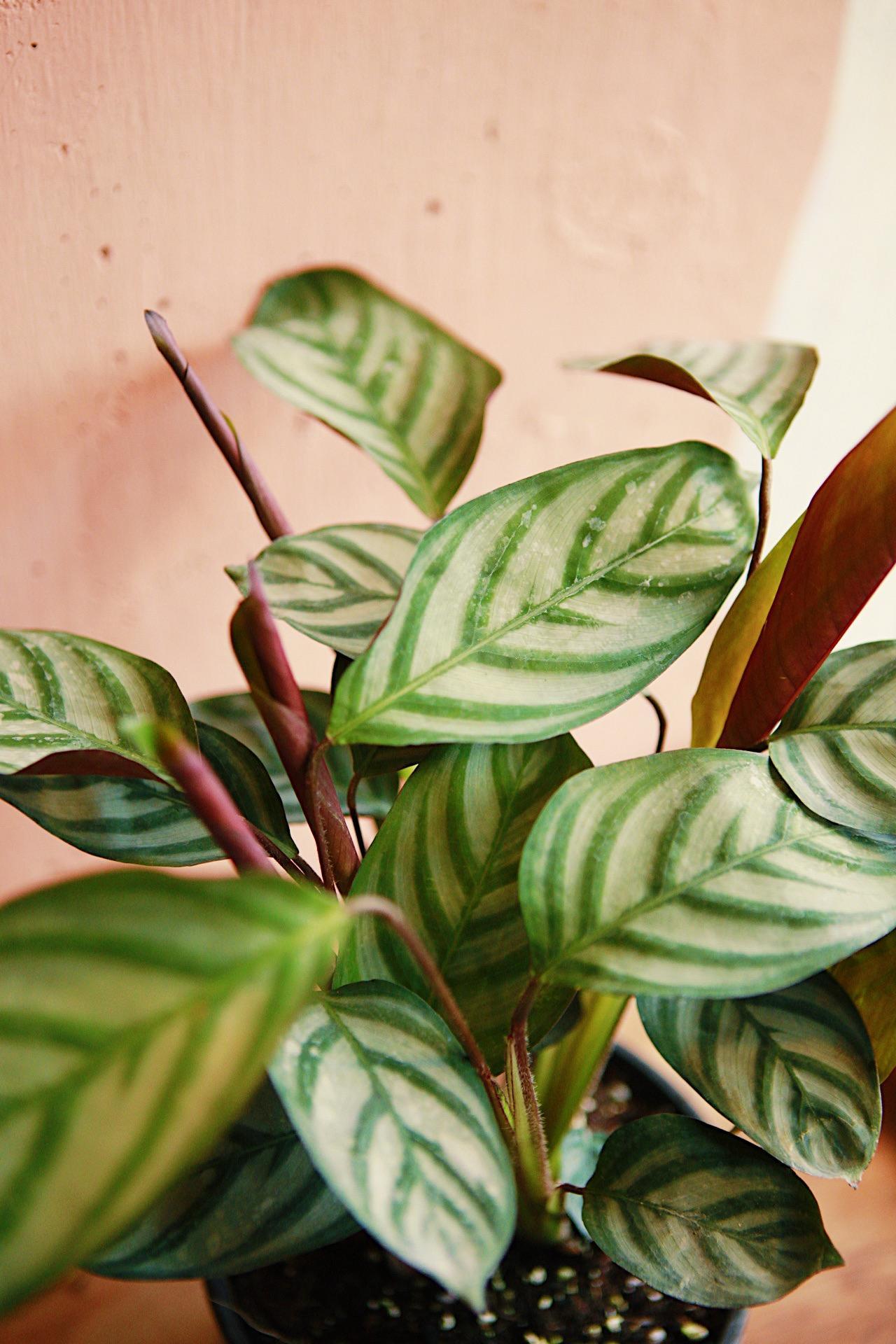 Calathea 'Compact Star'