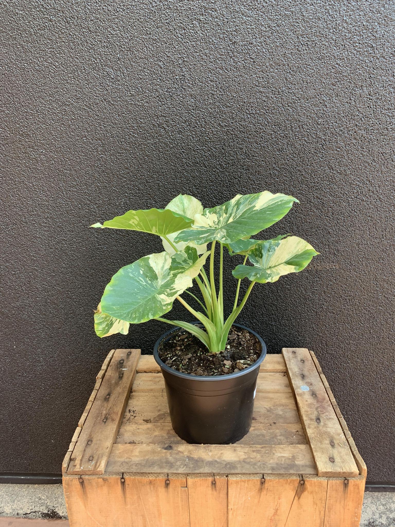 Alocasia odora
